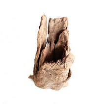 그루터기 유목(소) 15~20cm
