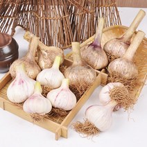 충남 서산 전병호님의 난지형 햇 통마늘 5kg (특대), 단품