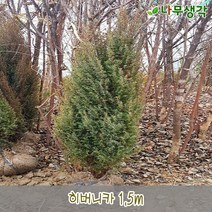 착한가격나무생각 히버니카 1.5m, 주