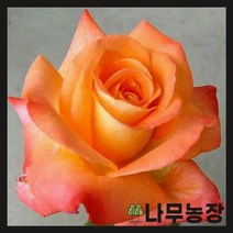 (나무농장) 피스덩굴장미 ( 주황 ) 키 1m 내외 분