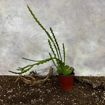 피쉬본 생선뼈선인장, 1개