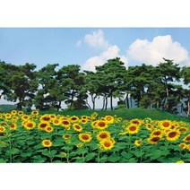 소나무숲해바라기+액자