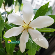 열매치자 [1포트] 대품 분털어서배송 (복남이네야생화 봄 야생화 모종 향기좋은 치자나무 꽃나무 붉은열매 gardenia jasminoides)