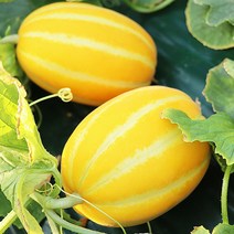 산지명물참외 성주참외맛가득 상주참외 참외제철 성주참외, 산지직송 참외 5kg
