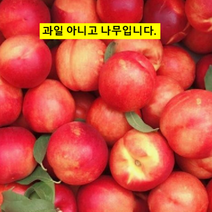 복숭아(천도) 신비 접1년 뿌리 SN0016), 1개