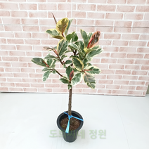 도희씨네 정원>> 그림같은 수채화 고무나무 대형 690″ class=”wr-img”></a></div></p></div></p></div></p></div><div class=