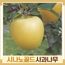 사과나무 묘목 시나노골드 접목2년생(분) 1개