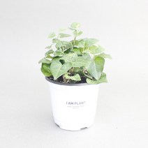 아이엠플랜트 화이트포트 실내공기정화식물 모음, 식물만, 9.하트아이비