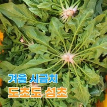 산지직송 남해 시금치 섬초 남해초 1kg 2kg 3kg 4kg, 섬초_4kg
