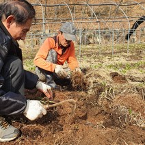 청정 자연산 울릉도종 산마늘 명이나물 모종 종근 봄나물 5년생 6년생 4년생 명의 재배 수확 키우기 4월 제철나물 50촉 100촉, 100개(촉)