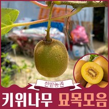 키위나무 묘목 2년생 4년생 분묘 골드키위 제니키위 레드키위 자가수정 다래나무 유실수 과실수 원예 가든, 제니키위(자가결실그린키위) 수분수 가능4년생