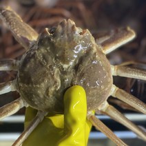 <후포리박달홍게> 수율90%이상 보장!! 실속형 3kg (10~15미) 29 900원!! 박달홍게자숙(찜)” class=”wr-img”></a></div>
</p></div>
</p></div>
</p></div>
<div class=