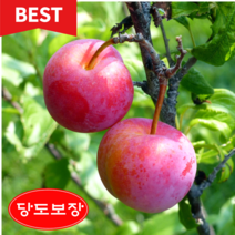 [13brix] 당도선별 대석자두 특품 고당도보장, 5kg, 1박스