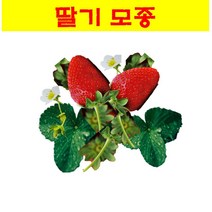 채소모종/ (딸기 ) 모종/ 10개 MJ22