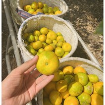 산지직송 제주도 하우스귤 유라조생 귤 고당도, 1. 하우스 귤, 가정용 상품 2.5kg(혼합)
