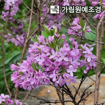 팥꽃나무 삽목1년2년특묘 개화주 포트, 팥꽃 개화주 분묘