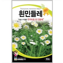 하얀민들레 50립 / 씨앗 종자 꽃씨 꽃밭만들기 화단만들기 조경가꾸기