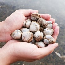 국내산 해감된 동죽조개제철 동죽 물총조개 구이조개탕 2kg