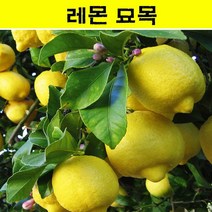 레몬나무 묘목 3년생 JJ05