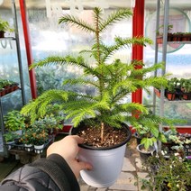 30~60cm 84 겨울식물 아라우카리아 중품, 1개