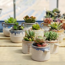 항아리 3종 다육 화분세트, 스타일2