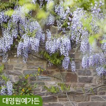 등나무 덩굴식물 꽃나무 정원수, 등나무 03. 블랙드래곤(겹꽃), 1개