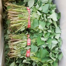 다애네 농장 해남꿀고구마 모종 10kg(4월1일부터 예약 판매 합니다.), 1박스, 6월 9일 도착