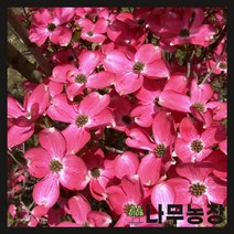 (나무농장) 미꽃산딸나무 체로키치프 개화주 분