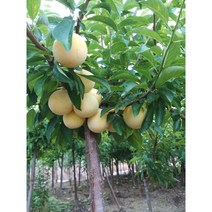 자두 나무 - 왕자두 노란자두 피자두 추희자두 3년생분묘, 호무샤자두