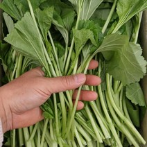 아욱 4kg내외 팔팔마켓 국내산 생 아욱나물, 1개