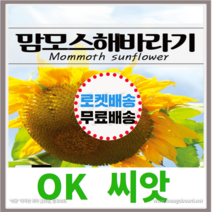[OK씨앗] [맘모스해바라기] 해바라기씨앗 종자(오케이씨앗), 1g