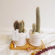 고급선인장 무륜주 밍크선인장 백섬 세련된 원목화분, 1개