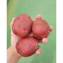 7월수확 홍감자 5kg 10kg 포슬포슬 자색 카스테라 감자, 중3kg