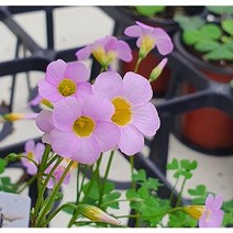 시즌플라워 [초화류]옥살리스(사랑초)-미누에타