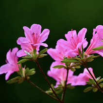 [해찬농원]진달래 분묘 2m 꽃나무 조경 관상수