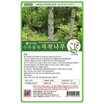 수목종자 자작나무씨앗 10g 자작나무종자 산림 조경, 상세페이지 참조