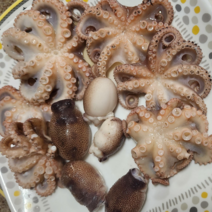 활주꾸미 서해안 산지직송 국내산 알배기 주꾸미 생물 쭈꾸미 활쭈꾸미 제철 1kg, 산소포장(주꾸미 중량 1kg)