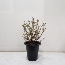 온누리농원 미스김라일락