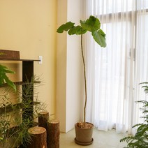 키우기 쉬운 카페식물 휘커스 움베르타 대형화분, 천안, 휘커스 움베르타 대형(2m)