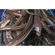 갓잡아 손질한 장어 아니고회 장어구이 장어뼈 곰장어 바다장어 당일손질 (1kg 약 2-3인분) 소스증정, 바다장어 중사이즈 1kg=32000