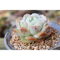 포토시나 키우기쉬운 다육식물 예쁜 다육 다육이가드닝