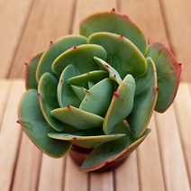 둥근잎 비취후리대 비취후리데 잎장이 예쁜 다육식물 분별도1-49, 단품
