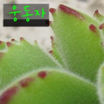 웅동자(Cotyledon tomentosa) 지름 9cm 소품 다육화분, 1개
