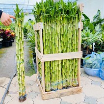 청년농부 개운죽70cm 수경식물 1세트(10주), 1개