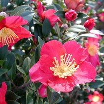 몰드몰 ( 프래그런스오일 ) 카멜리아 Camellia _ 동백향 동백꽃향, [ 20ml ]