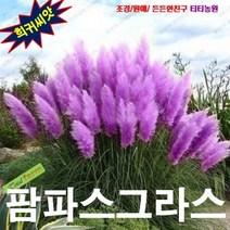 (희귀씨앗) 팜파스그라스 핑크색 10립, 상세페이지 참조