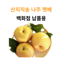 참과일 유명산지 나주 신고배(가정용), 1박스, 00. 5kg 나주햇배 (가정용)