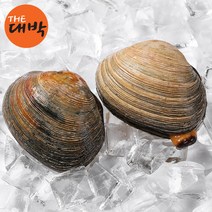 자연산 활 대합 개조개 1kg 특대 조개구이 찜, 대합(중소) 1kg