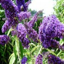 꽃모종]붓들레아-블루 : 10cm분/2개 Q2297, 1개