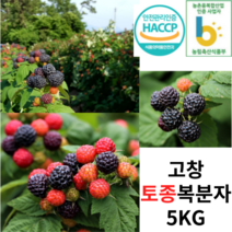 23년 햇 토종 고창복분자 5kg 열매 생과 급냉 직배송 생복분자 보해복분자 복분자엑기스, 5kg내외, 1개